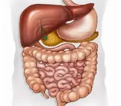 এই মেডিকেল ডায়াগ্রামে মানুষের যকৃৎ, পাকস্থলী এবং অন্ত্রের অভ্যন্তরীণ অবস্থান স্পষ্টভাবে দেখানো হয়েছে।