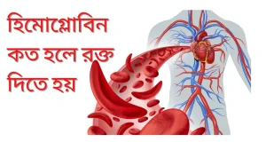 মানুষের রক্ত সঞ্চালন তন্ত্র এবং লোহিত রক্তকণিকার একটি চিত্র।