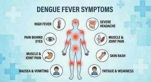 Infographic illustrating common symptoms of dengue fever on a human body silhouette with red highlighted pain areas and icons for high fever, severe headache, eye pain, muscle and joint pain, nausea, vomiting, skin rash, and fatigue.