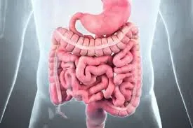 পাকস্থলী এবং অন্ত্রসহ মানব পরিপাকতন্ত্রের চিত্র।