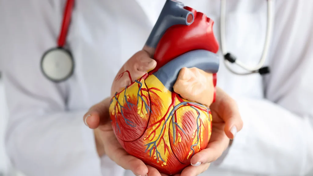 A close-up shot of a person in a white lab coat and stethoscope holding a detailed red and yellow anatomical model of a human heart.