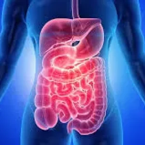 A medical graphic of a blue translucent human body showing the stomach and intestines highlighted in a glowing pinkish-red.