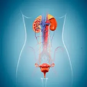 A detailed anatomical diagram showing the kidneys, bladder, and reproductive organs within a female silhouette against a blue background.
