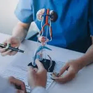A person in medical scrubs pointing a pen toward a physical model of the human kidneys and bladder on a desk during a consultation.